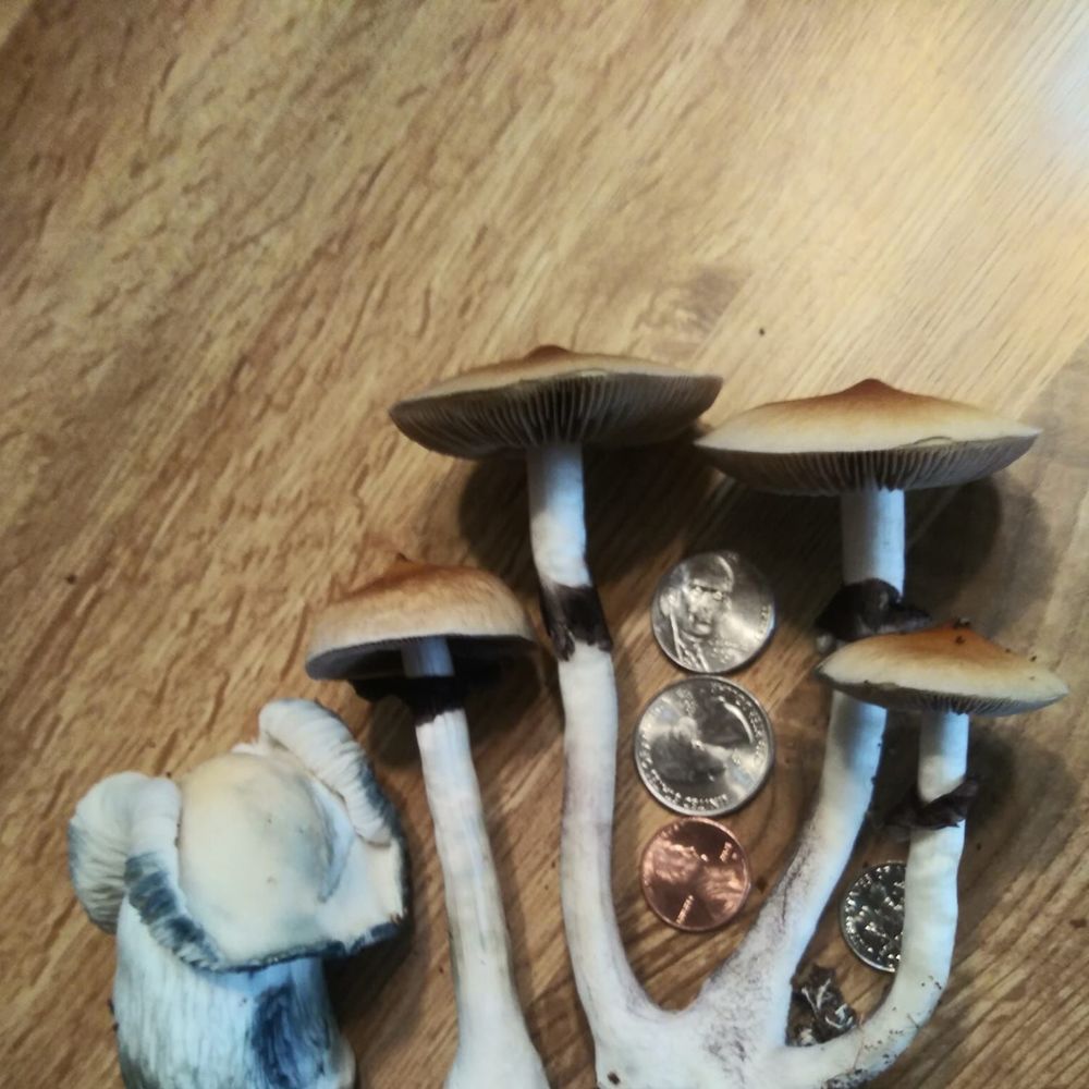 Meet your Posher, Brad